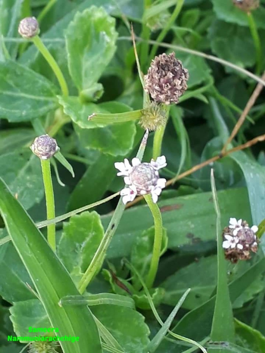 Phyla nodiflora var. nodiflora